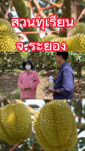 แมกม่า Maxma (ขนาด 1 ลิตร 1390) ใช้ร่วม ปุ๋ยน้ำ สารชีวภัณฑ์ ฉีดพ่นทางใบ ดูดซึมเร็ว สูตรเข้มข้น สารเสริมประสิทธิภาพแมกม่า