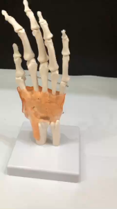 Mô hình khớp cổ tay bàn ngón tay Chất liệu nhựa PVC