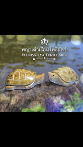 พญาเต่าเรือนโพธิสัตว์ อาจารย์นิว อกุนิวงศ์ ตำหนักปู่ฤๅษีพรหมมา จ.นนทบุรี Bodhisattva Turtle King by Arjarn New Akuniwong Samnak Sakyant Pu Lersi Promma Nonthaburi Province.