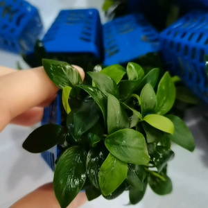 Aquatic plants Anubias barteri var. nana Petite Mini Nana Low Tech No CO2 (水草迷你小水榕)