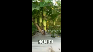 Timun Lalap Baby NONI F1 20 gram