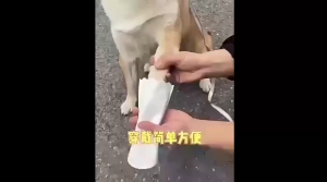 Pet Disposable Shoes Foot Cover Portable Foot Cover Anti-slip Waterproof Anti-dirt Outdoor Walking Pet Shoes Cover