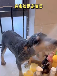 Pet Dog Cat Brush Silicone Brush Pet Brush Dog Bath Brush Dog Shower Brush Cat Bath Brush Berus Mandi Kucing