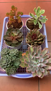 Combo 6 Sen Trung nhiên không trùng loại KT 10-12cm - xuất xứ Đà Lạt khoẻ đẹp LỖI 1 ĐỔI 1