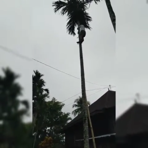 rangka sepatu panjat pinang anti slip