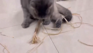 [IBSTORE] Silvervine Matatabi Linen Insert Gall Cat Toy Treats Cat Chew Stick Batang Kucing Mainan 木天蓼磨牙棒宠物玩具 1piece