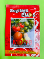 Benih Tomat Hibrida MD-78 isi 5gr dari Segitiga Emas F. 