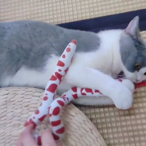 Đồ chơi rắn bằng bông cho Mèo (mẫu mới) - Love Pets Shop