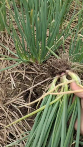 หอมบั่วเลย หอมไม่ลงหัว กินได้ทั้งใบ ทั่งดอก มีหลายชุด หลายราคา