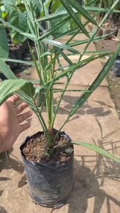 Bibit Pohon Kurma Ajwa Tropis Super Unggul