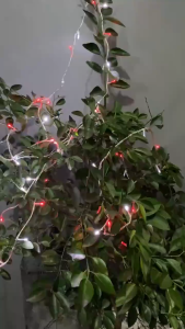 LED Tumbler MERAH PUTIH 17 Agustus 45 Kemerdekaan RI Lampu Hias Tumblr