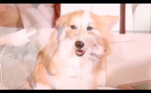 Pet Grooming Dryer Pengering Bulu Anjing Kucing Sisir Dan Blower 2 in 1 Hair Dryer Hewan Peliharaan