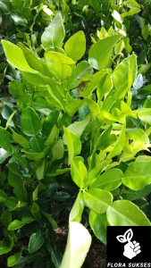 Bibit Jeruk Purut Citrus hystrix Pohon Jeruk Purut Daun Jeruk Utk Soto - FLORA SUKSES