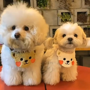 Yếm ăn yếm quàng cổ cho Chó Mèo có dây buộc thắt nút (mẫu mới) - Love pets shop