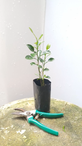 ต้นมะกรูด มะกรูด เพาะเมล็ด เพาะในถุงดำ มีรากแก้ว ต้นแข็งแรงหาอาหารเก่ง มะกูด