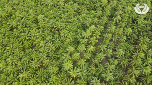 Kẹo dừa sáp VICOSAP vị phô mai kem kẹo mềm dẻo ít đường đặc sản Trà Vinh