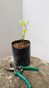 5 นิ้ว ต้นข่า หน่อข่า พันธุ์ข่า พันธุ์ข่าแดง ส่งพร้อม ถุงเพาะ ถูกต้นในถุง