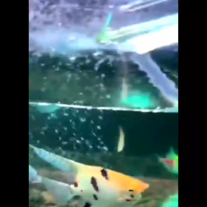 Selang Pembersih & Pompa Pembersih Air Aquarium