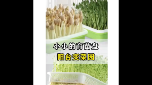 2set Microgreen Tray Double Layer Tray Semai Microgreen Wadah Semai Tanaman Tray Semai Hidroponik