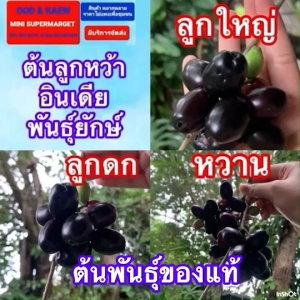 ต้นลูกหว้าดินเดีย พันธุ์ยักษ์ ลูกหว้ายักษ์ ของแท้ เพาะจากเมล็ด มีรากแก้ว ลุงละ 2-3ต้น ขนาดความสูงเกิน 5 นิ้วขึ้นไป มีการรับประกันสินค้า