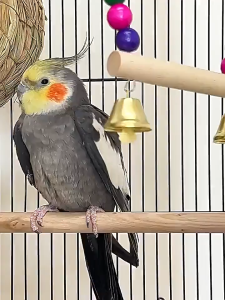 Cages & Crates - Heavy-Duty Bird Cage 100x476x36cm Super Durable with Play Area and Nest Box