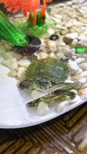 Aquarium kura kura/ aquarium minimalis full set rumah kura kura lengkap dengan lampu batu dan aksesoris (KK)