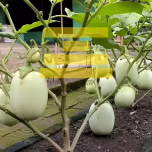 Benih Terong Bulat RONGGO Isi 10 gram Benih Bintang Asia