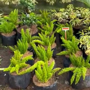 Buy1 Take1 ARAGULA (Herbal Plant NOT seeds) with FREE garden soil. STRICTLY LUZON ONLY. Halaman na HINDI Seeds / Outdoor Plant / Plants for Sale