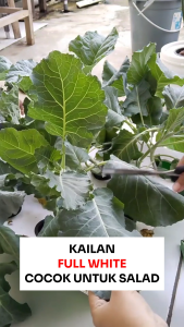 Benih Kailan FULL WHITE 5 gr Known You Seed