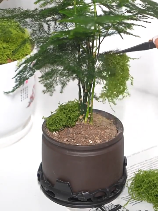 Rêu giả trang trí, rêu nhân tạo phủ gốc cây, decor tiểu cảnh sân vườn ...