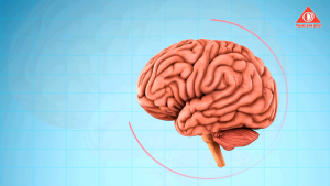 Viên uống thảo dược hoạt huyết dưỡng não Trường Sinh giúp bổ não tăng cường trí nhớ giảm mất ngủ ngừa tai biến mạch máu não