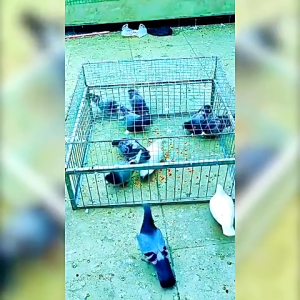 ขนาดใหญ่เพนียดดักนก กรงดักนก กรงกับดักนกพิราบ กรกดักนกเขา กรงนกพิราบ กรงนกทางเดียว