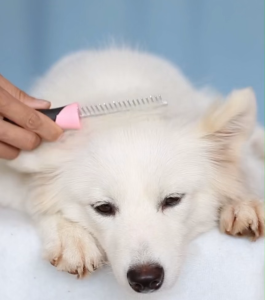 Pet Bone Design Double Sided and Single Sided Stainless Steel Needle Comb Hair Pet Brush Comb