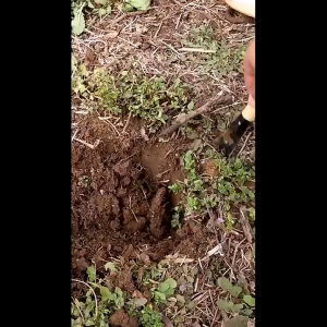 เสียมกึ่งมีด สำหรับขุดดิน พรวนดิน ในกระถาง หรือพื้นที่เล็กๆ ทำสวนผัก สวนดอกไม้ กำจัดวัชพืช