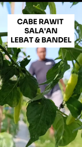 Benih Cabe Rawit SALAAN 10 gram Cap RAJA SEED Lebat & Bandel