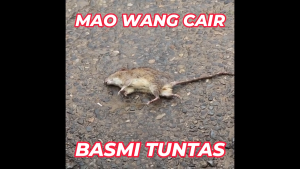 Paket 50 Biji Racun Tikus Mao Wang CAIR MERAH Paling Ampuh Tanpa Bau