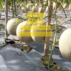 Benih Melon OKASA F1 Isi 0.5 gram Benih Bintang Asia