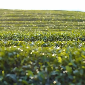 4ply Pocket Tissue | Small Tissue Paper | Facial Tissue | Skin Friendly | 7S/Pack