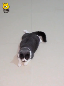 Mainan Bola Kucing Lonceng Krincing 2pcs Ukuran 4cm Aerizoo