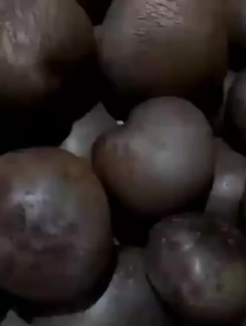 Umbi Kentang Gantung Fresh 500 gram