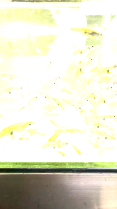 Ikan Guppy Longkang 15 fishes per pack