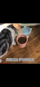 YTL ชามสำหรับสัตว์เลี้ยง - ชามใส่อาหาร พร้อมขาตั้ง 4 สี มาการอง สุนัข แมว สำหรับสัตว์เลี้ยง เอียง 15 องศา