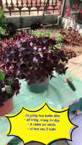 Combo 10 Củ hoa Oxalis (củ bướm đêm) lá tím hoa trắng dể trồng-củ sống 100%