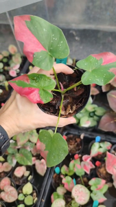 รัตนสิน บอนสี บอนป้าย Caladium