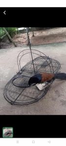 Mẹt bẫy bìm bịp 2 Cánhcó bịp mồi