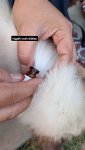 DETICK OBAT KUTU TETES KUCING ANJING AMPUH 1ML 2ML 3ML ORIGINAL MEMBASMI KUTU DAN TELUR PADA KUCING