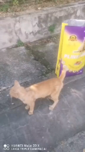 20kg Plinston Sardine Tuna & Chicken Premium Cat Food Reduce Stool Odor Mengurangkan Bau Najis