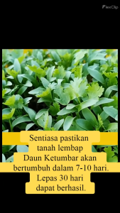 100 pcs Biji Benih Daun Ketumbar/Coriander Seed/芫茜/香菜种子