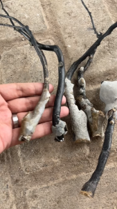 Bahan Akar Bahar Hitam Bonggol Size Kantoran Untuk Kerajinan Gelang