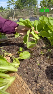 Hạt giống Cải Bẹ Xanh Mỡ RADO 57  Túi 20g(khoảng2000 hạt) Dễ trồng | Hạt giống Rạng Đông